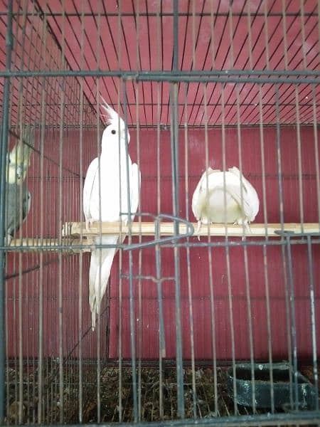 Breeder Pair for Sale Cockatiel Red Eyes 11