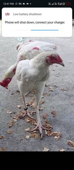 Heera hen sale