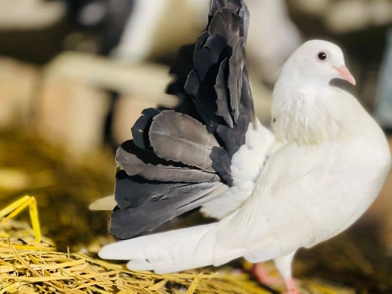 black tail pigeon 1