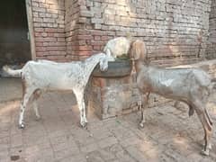 2 pregnant bakri for sale 03052593845