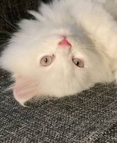 Persian kitten doll face more than triple coated