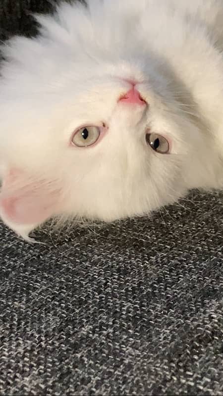 Persian kitten doll face more than triple coated 2