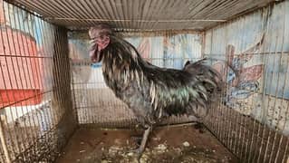 Ayam Cemani age 1 year Indonesian grey tongue 0