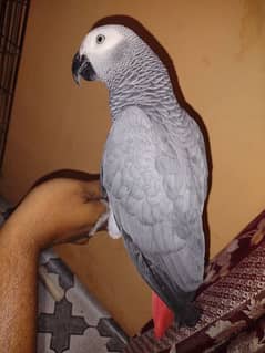 Grey Parrot