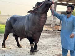 Neeli Ravi breeder bull