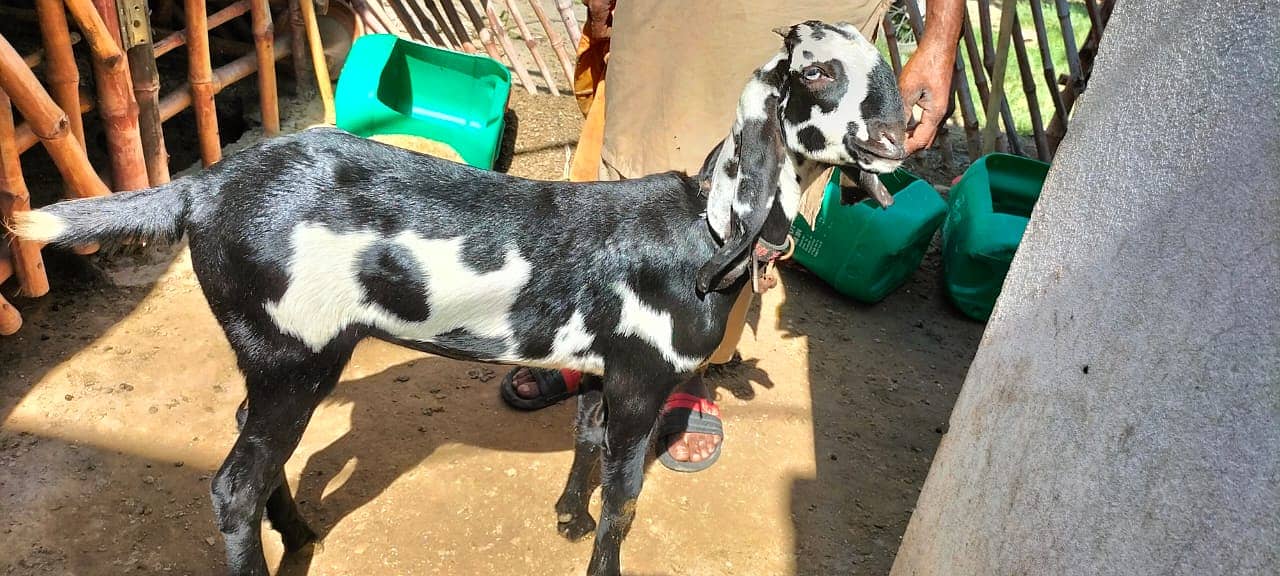 Kajla | Chatra | کجلا۔ | Goat | Bakry | بکرا | mundra | sheep 5