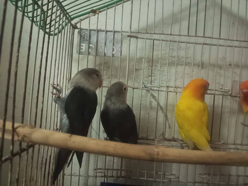 Black love bird for sale 2