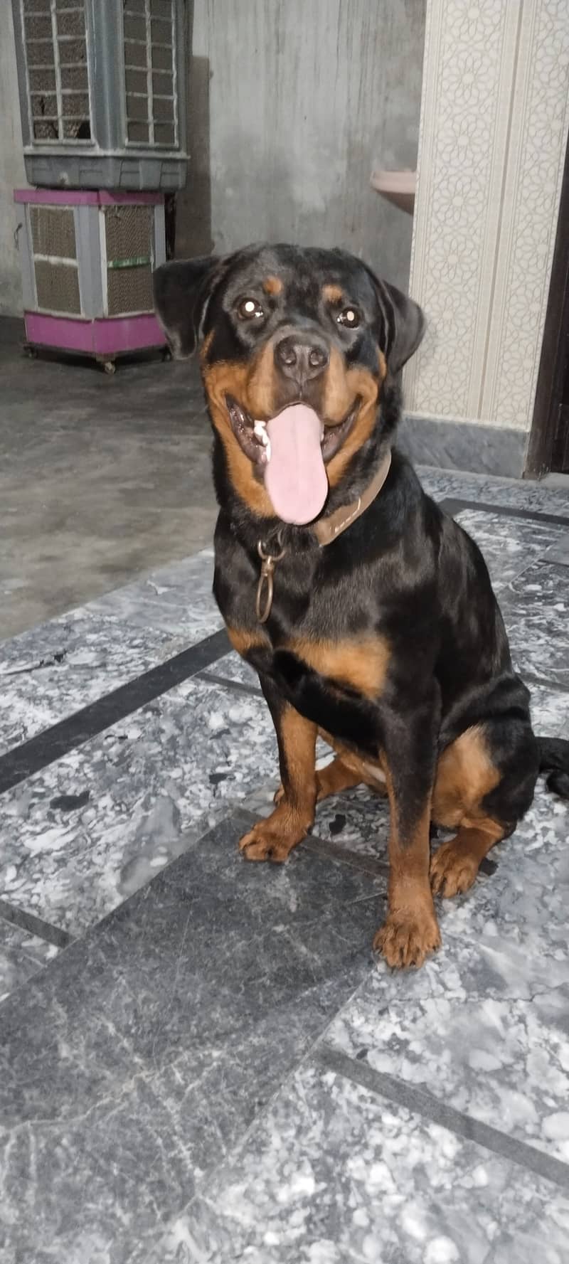 Rottweiler Female Dog for Sale 1