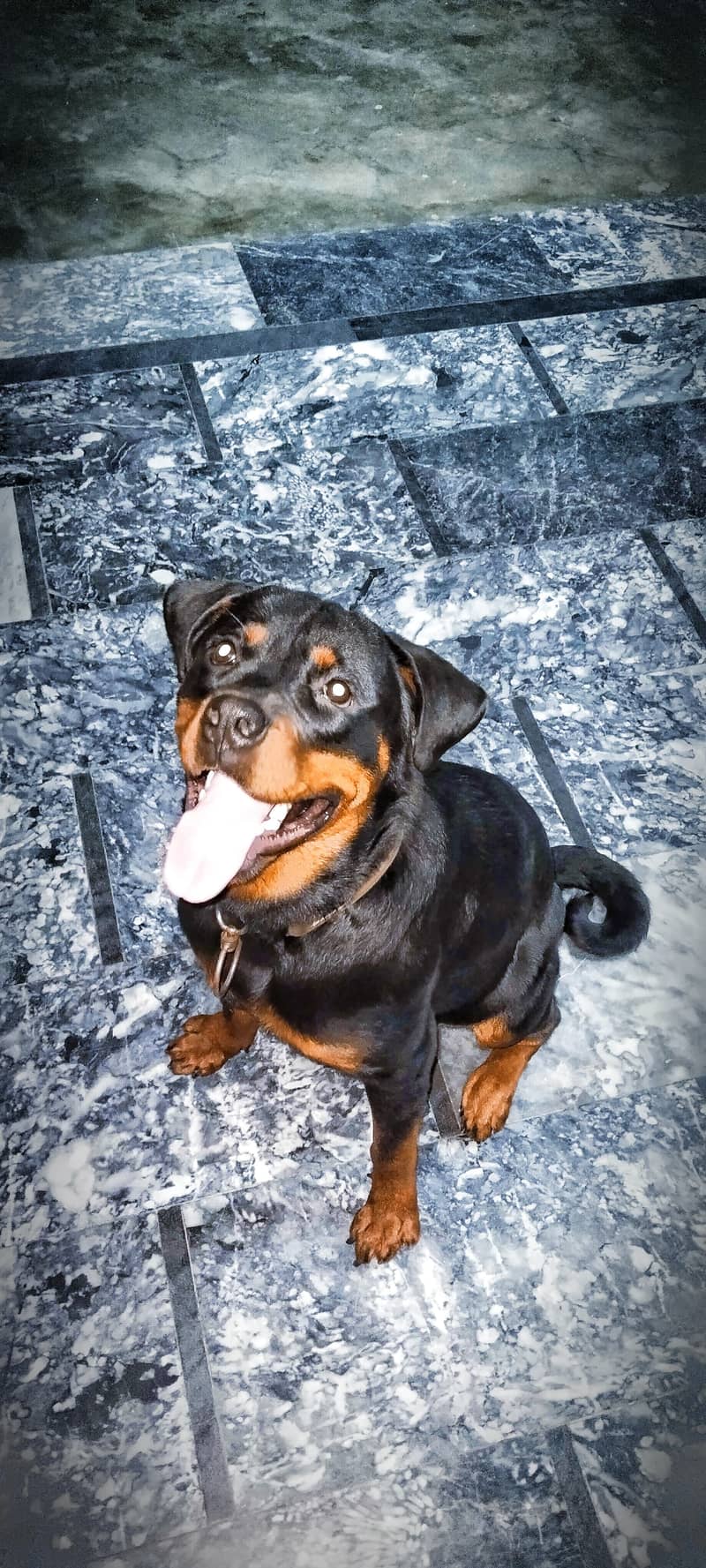 Rottweiler Female Dog for Sale 2