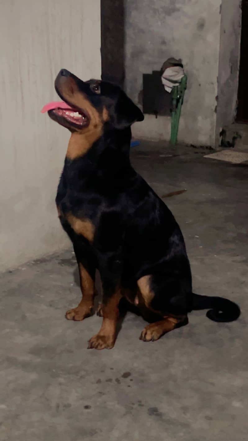 Rottweiler Female Dog for Sale 3