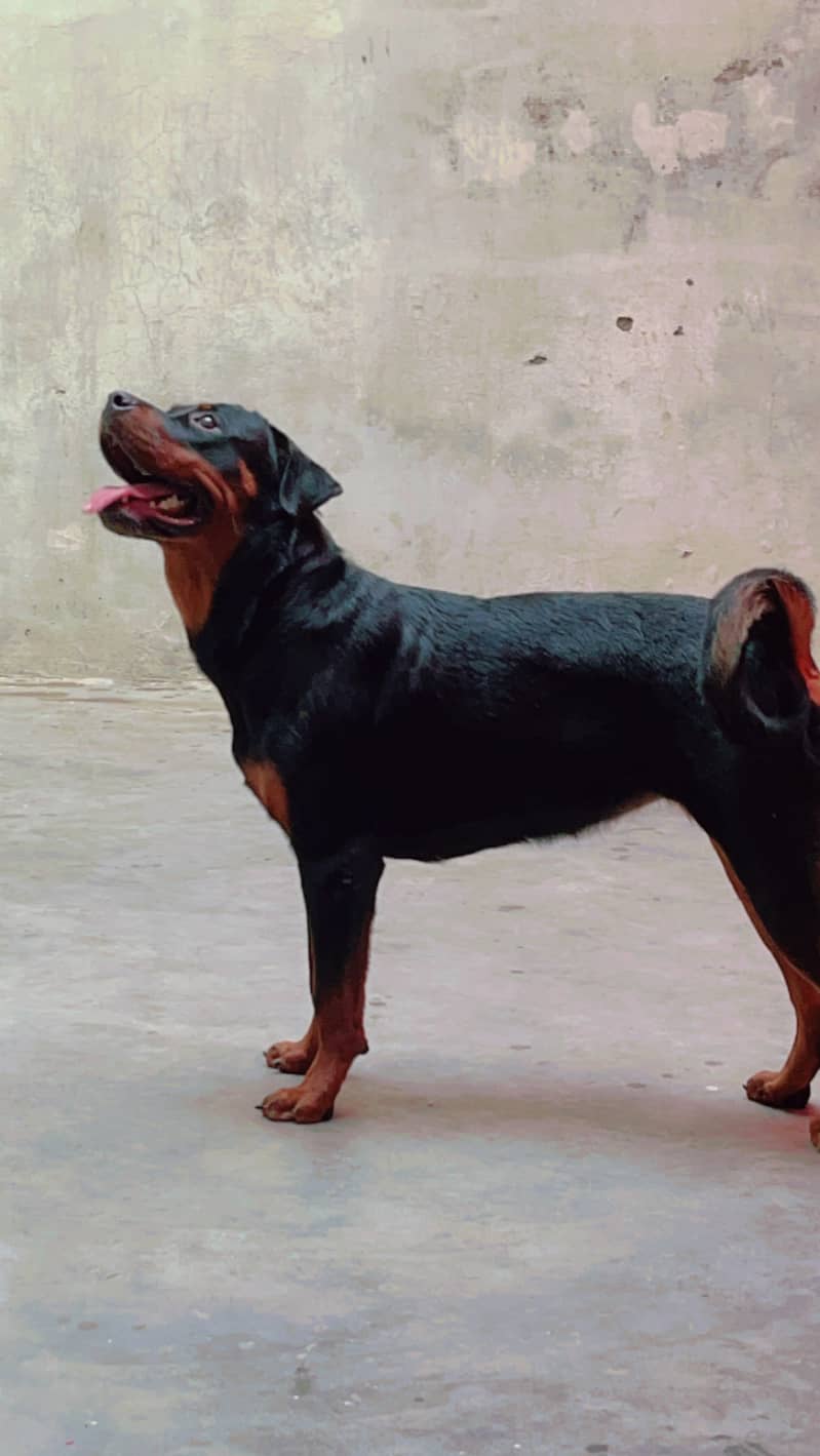 Rottweiler Female Dog for Sale 4