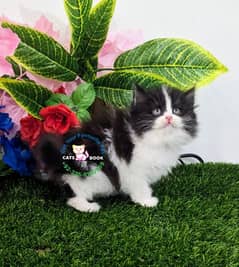 Persian Kittens |Black & white/Fawn|Triple Coated|Punch face|