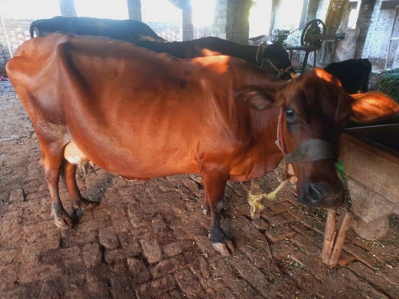 Sahiwal jersy and jersy cross cows 1