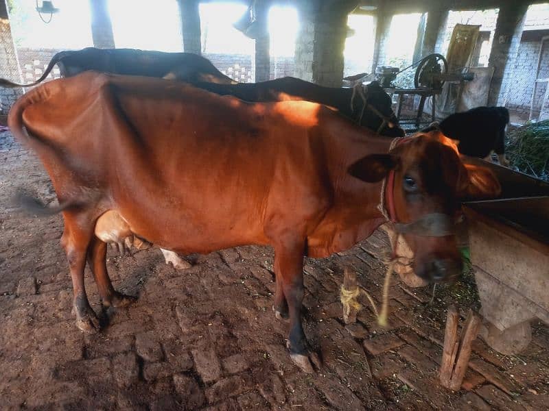 Sahiwal jersy and jersy cross cows 2