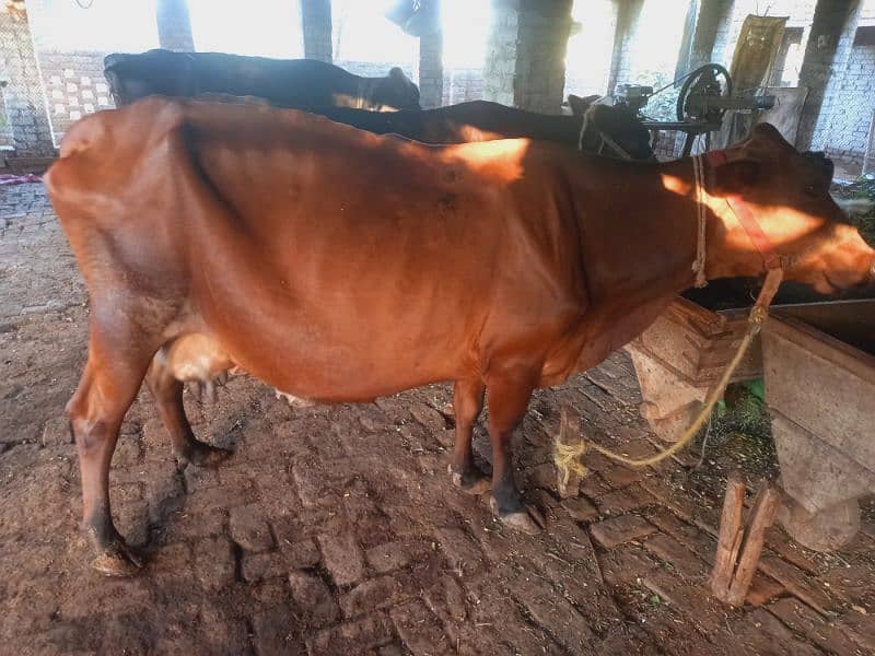 Sahiwal jersy and jersy cross cows 3