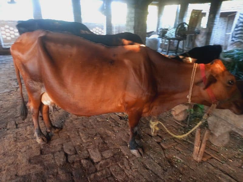 Sahiwal jersy and jersy cross cows 4