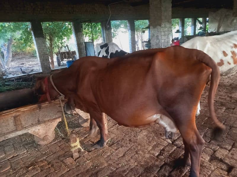 Sahiwal jersy and jersy cross cows 5