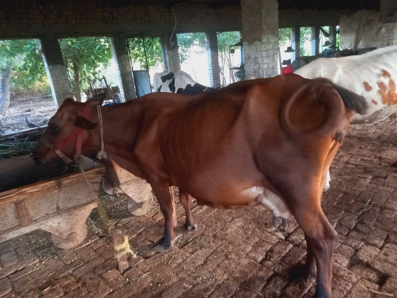 Sahiwal jersy and jersy cross cows 6