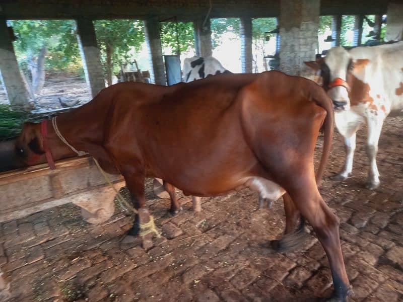 Sahiwal jersy and jersy cross cows 7