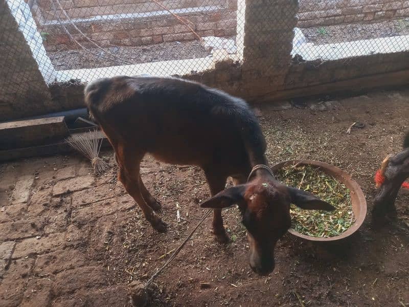 Sahiwal jersy and jersy cross cows 10