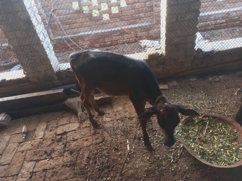 Sahiwal jersy and jersy cross cows 11