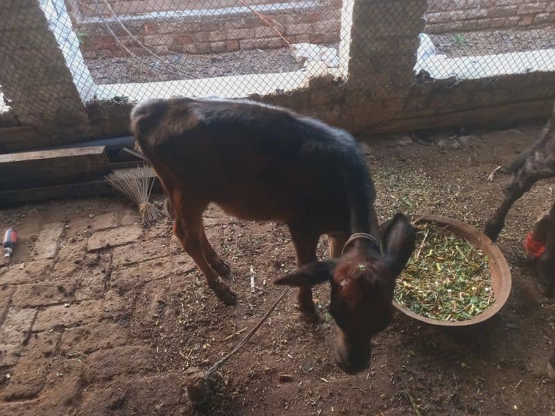 Sahiwal jersy and jersy cross cows 12