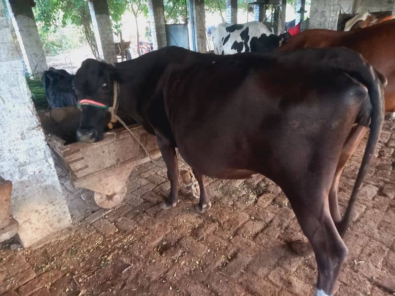 Sahiwal jersy and jersy cross cows 13