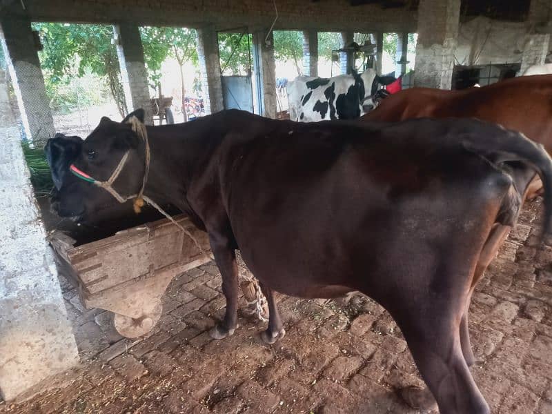 Sahiwal jersy and jersy cross cows 14