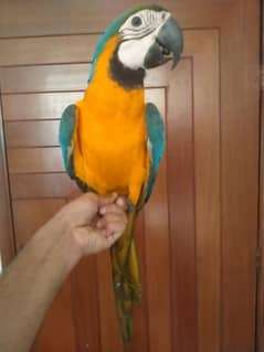 blue gold macaw/03156376925