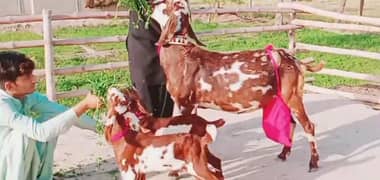 2 bacchon wali bakri sale call 03433066498 0