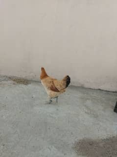 Golden Hen Desi