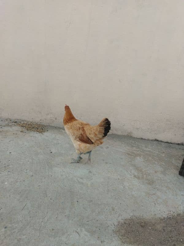 Golden Hen Desi 0