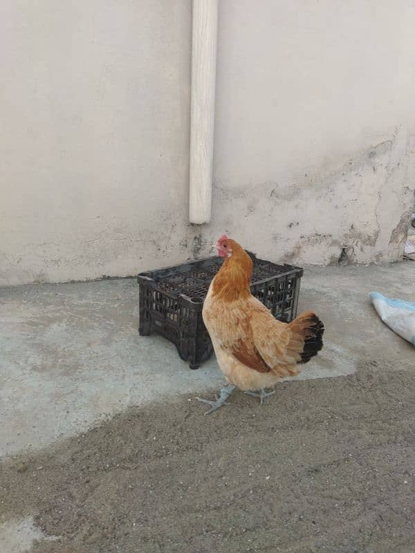 Golden Hen Desi 1