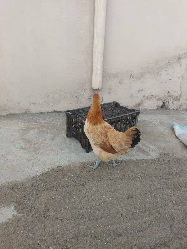 Golden Hen Desi 2