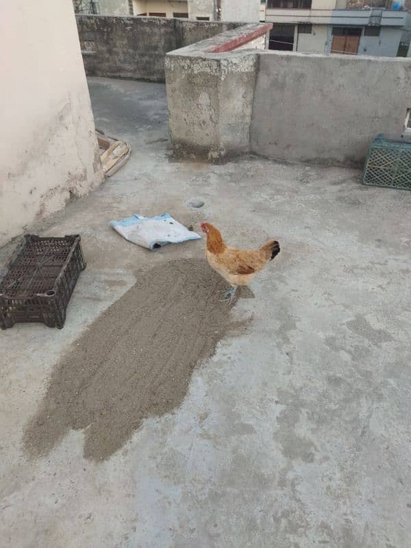 Golden Hen Desi 4