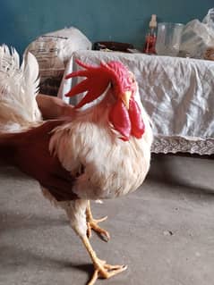 2 Male Leghorn chicken