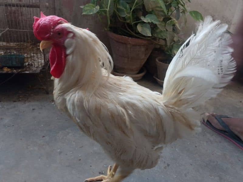 2 Male Leghorn chicken 1