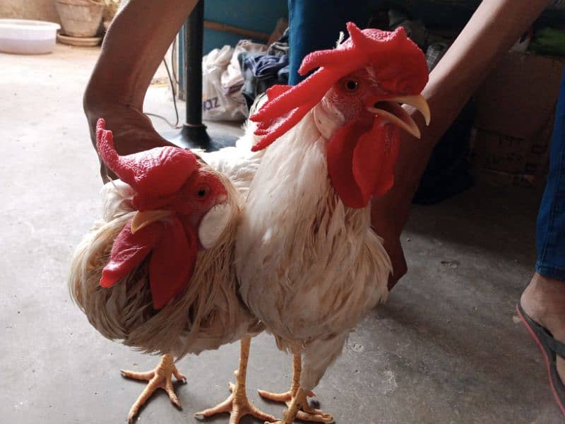 2 Male Leghorn chicken 3