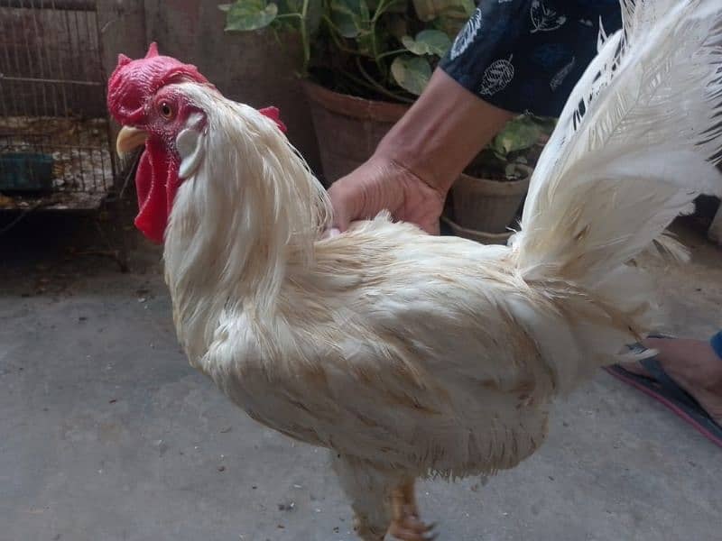 2 Male Leghorn chicken 4