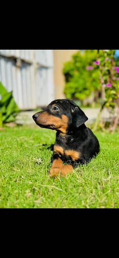 Doberman Pinscher Best Quality in the town 0