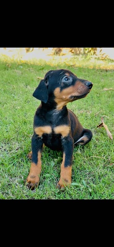 Doberman Pinscher Best Quality in the town 1