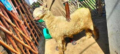 Kajla | Chatra | کجلا۔ | Goat | Bakry | بکرا | mundra | sheep