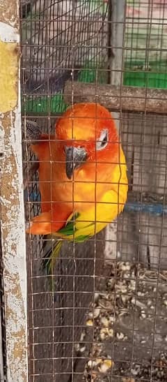 sunconure female 0