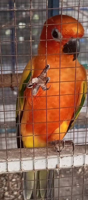 sunconure female 1