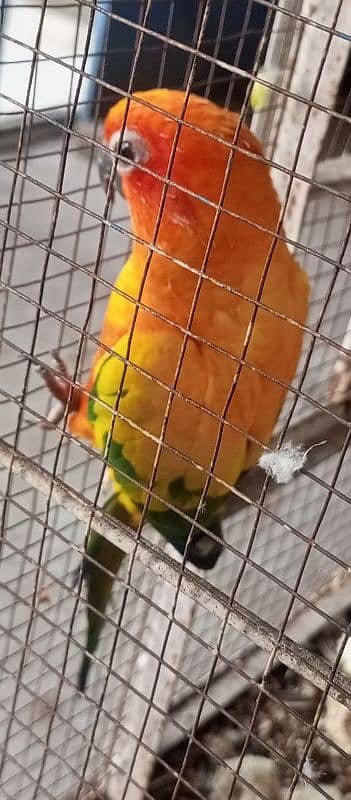 sunconure female 2