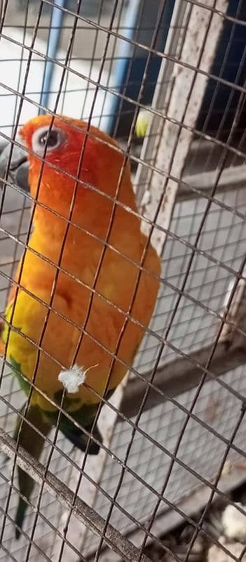 sunconure female 3