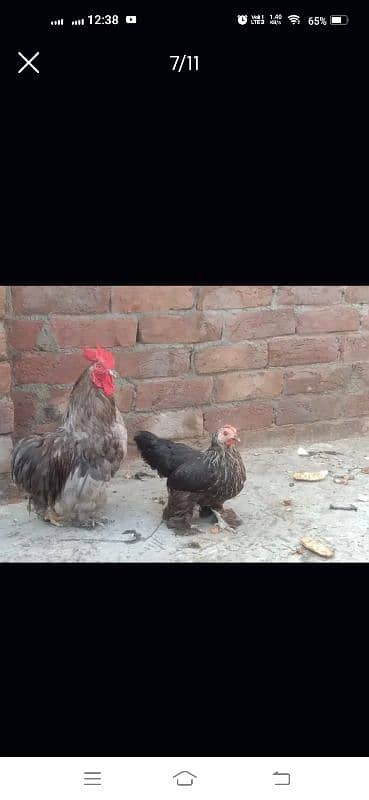 bantam and cage for sale 2