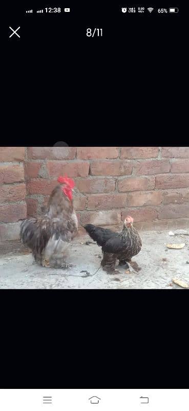 bantam and cage for sale 3