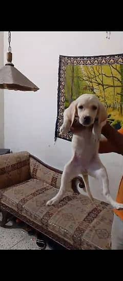 Labrador Female papy for sale 03204048942