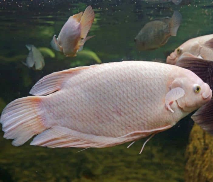 Male Giant Gourami fish 0